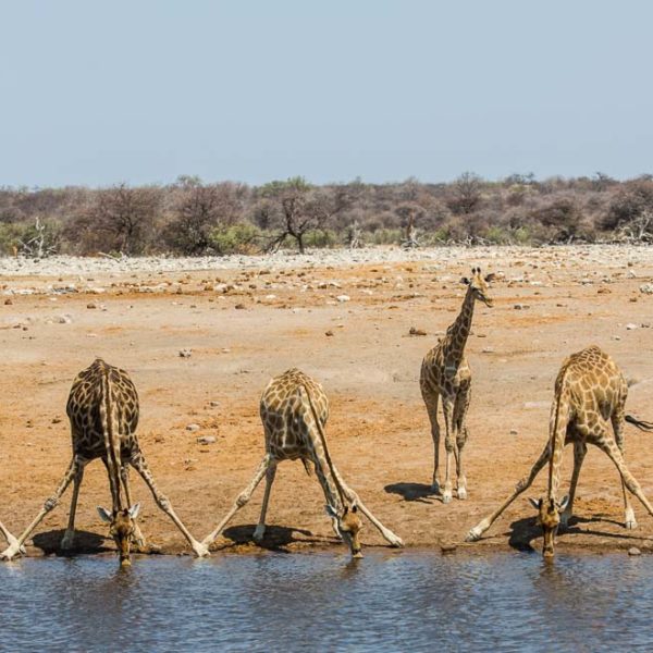 trinkende Giraffen am Chudop Wasserloch