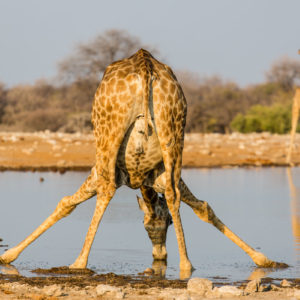 trinkende Giraffe von hinten