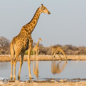 misstrauische Giraffe