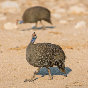 wuselige Perlhühner