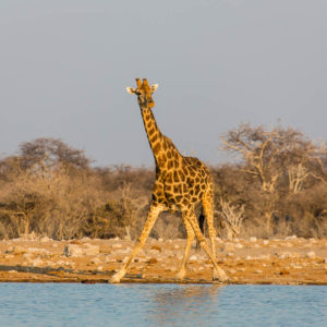 Giraffe am Klein-Namutoni Wasserloch