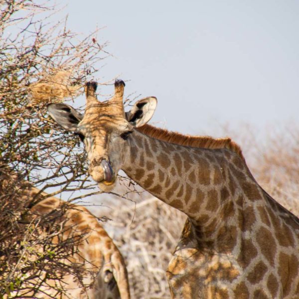 mampfende Giraffe