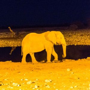 Abends am Okaukuejo Wasserloch Abends am Okaukuejo Wasserloch