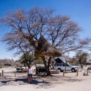 Webervogelnest im Camp Webervogelnest im Camp