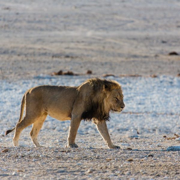 Löwe auf dem Weg zum Wasserloch Löwe auf dem Weg zum Wasserloch