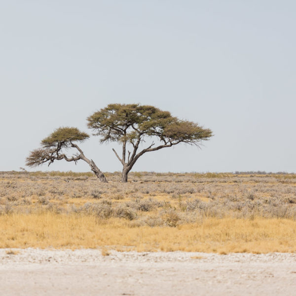 Unser Sonnenaufgangsbaum Unser Sonnenaufgangsbaum