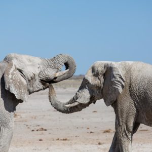 Elefanten am Nebrowni Wasserloch Elefanten am Nebrowni Wasserloch