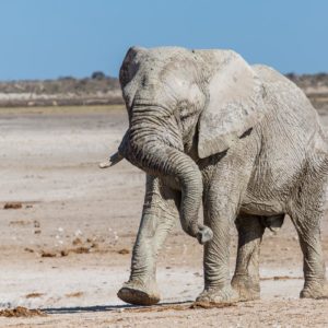 Der Clown der Elefantengruppe Der Clown der Elefantengruppe