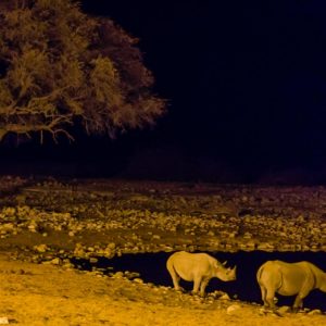 Am beleuchteten Okaukuejo Wasserloch Am beleuchteten Okaukuejo Wasserloch