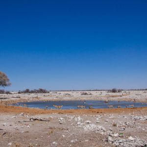 Okaukuejo Wasserloch Okaukuejo Wasserloch