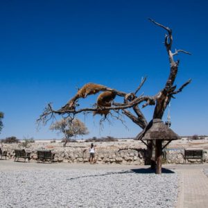 Logenplatz direkt am Wasserloch Logenplatz direkt am Wasserloch