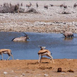 Onyxe und Springböcke am Wasserloch Onyxe und Springböcke am Wasserloch