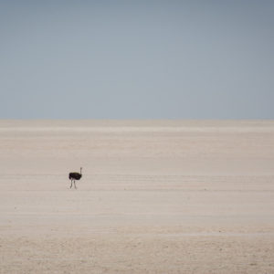 einsamer Strauß in der Etosha Pfanne
