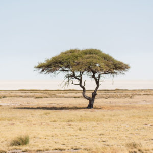 schöner Baum an der Etosha Pfanne