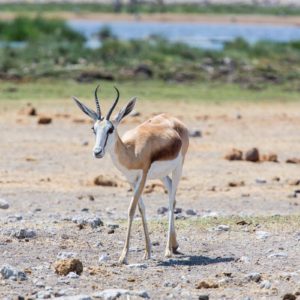 Springbock am Rietfontein Wasserloch