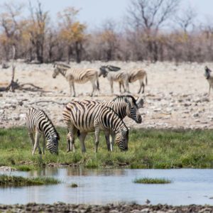 Paradiesische Zustände am Rietfontein Wasserloch