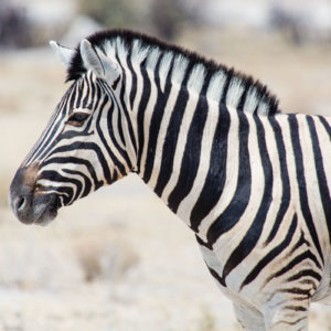 Zebra-Portrait