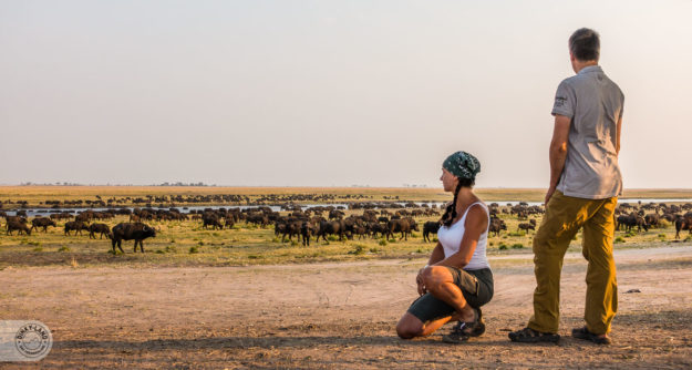 Frühstück mit Büffeln